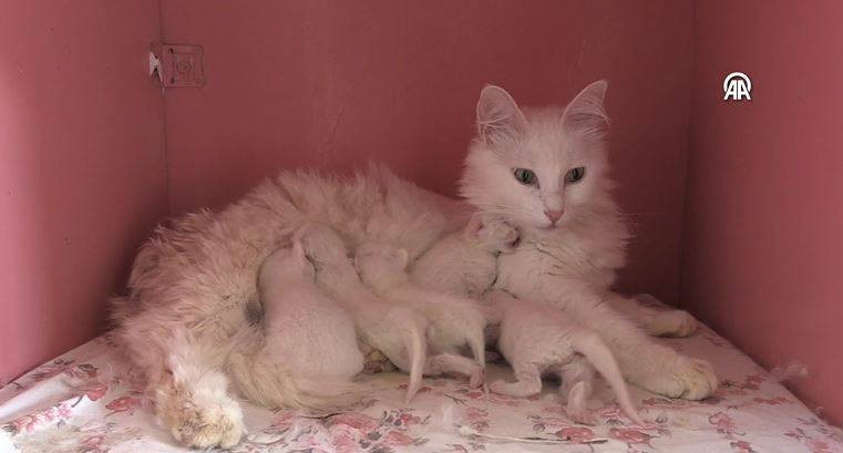 Koruma altındaki Van kedilerinden 70 yavru - Resim: 3